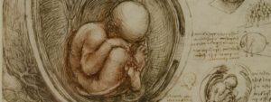 Leonardo the anatomist
